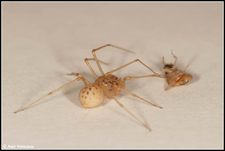 Scytodes thoracica - Scytodes sp.